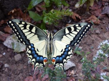 Papilio machaon