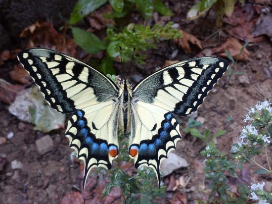 Papilio machaon